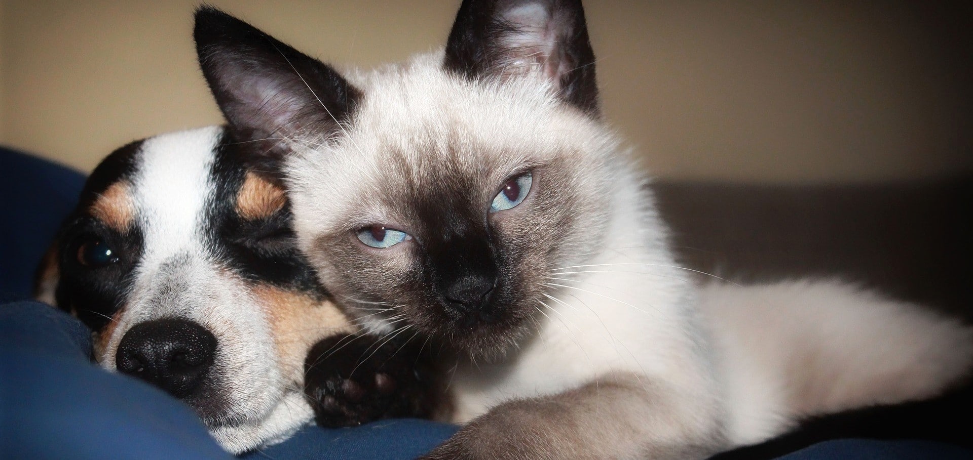 Hundmenschen Katzenmenschen Unterschied